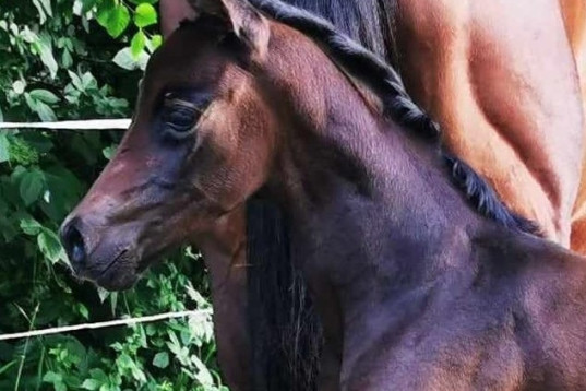 *reserverad* Åring som syns i mängden