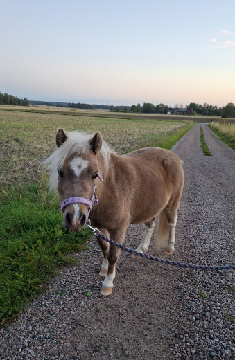 Vacker och snäll Miniatyrhäst