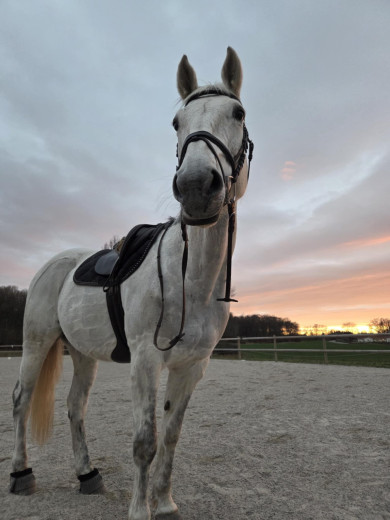 Älskade Ängel söker nytt hem🦄