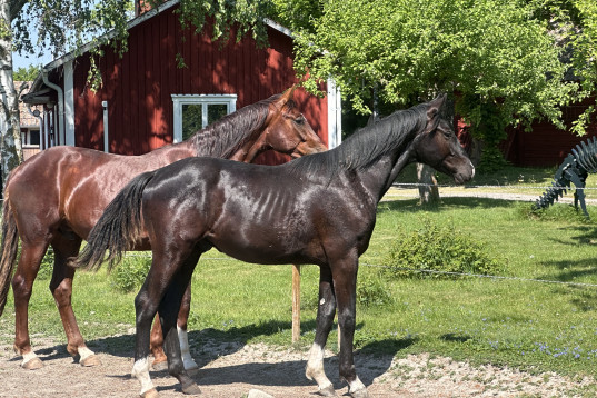 No Limit - vacker och reslig 2-årig valack som rör sig utmärkt