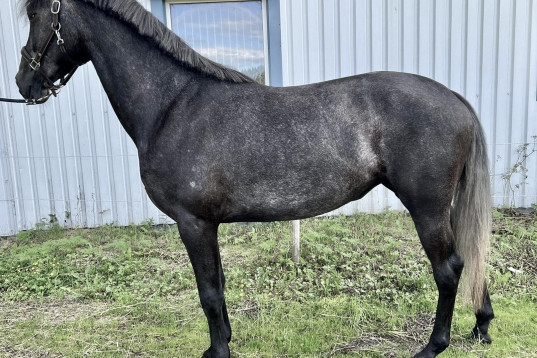 3 årigt PRE/SWB sto