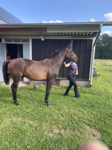 Unghäst med anlag för hoppning