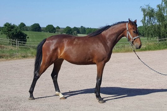 Elegant dressyrsto, 4 år