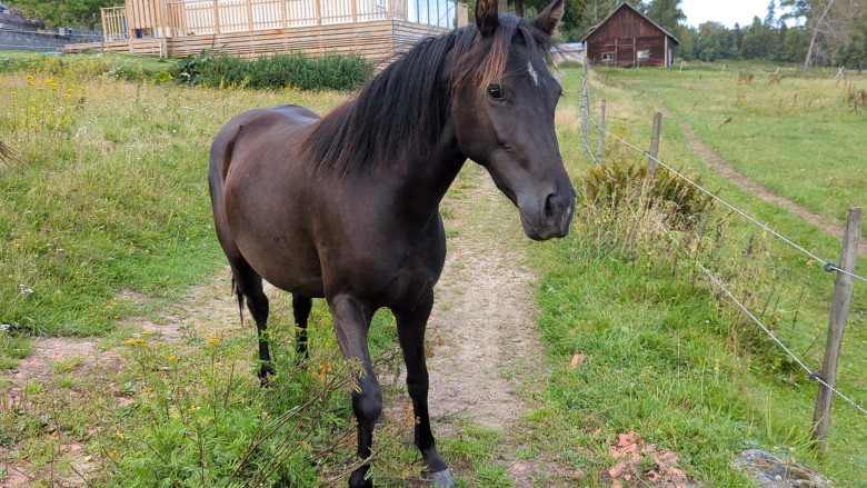 Korsningsponny 2, 5 år D-ponny svart