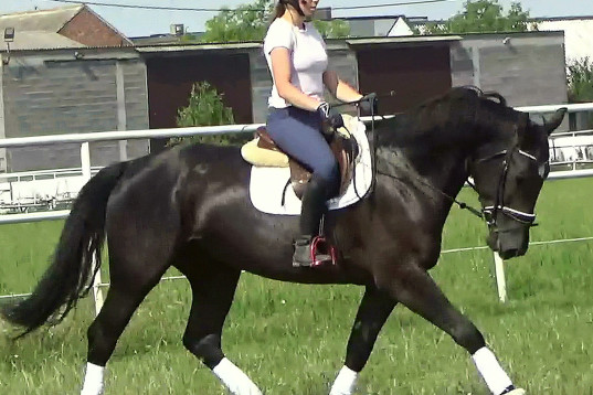 Fantastic Black Queen for everybody