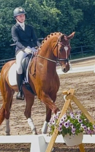 Varmblod med rette temperament