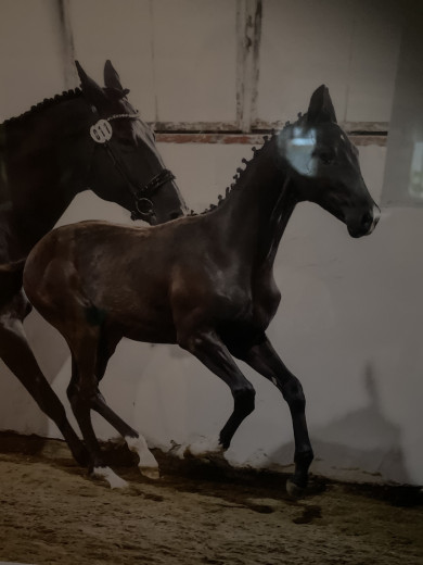 Framtida dressyrstjärna