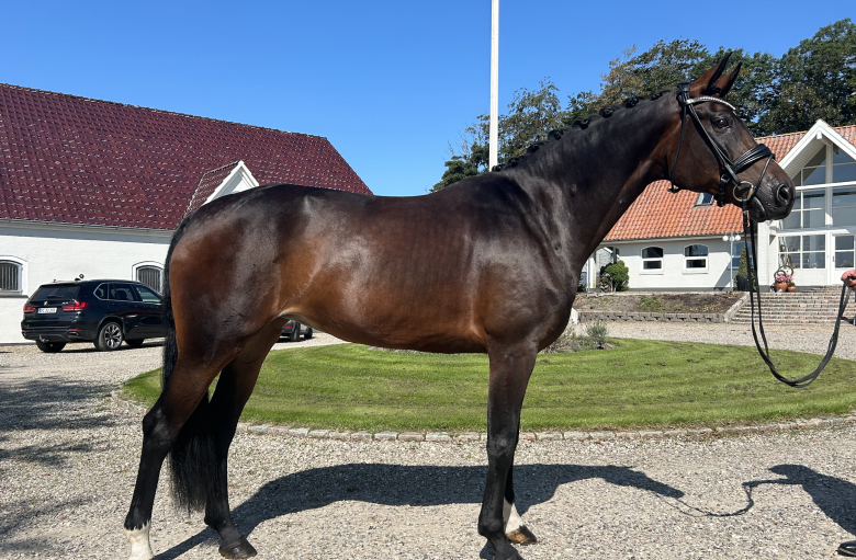 Sweet 7 y/o mare, with lots of potential