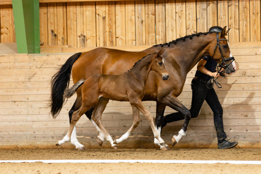 Härligt St. Schufro-föl, hingst född 8e juli-2024, u. Baunehøjens Verdi (Wynton)