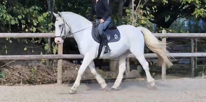 Allround ponny