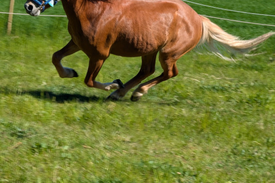 Framtida underbar tävlings ponny 🌟