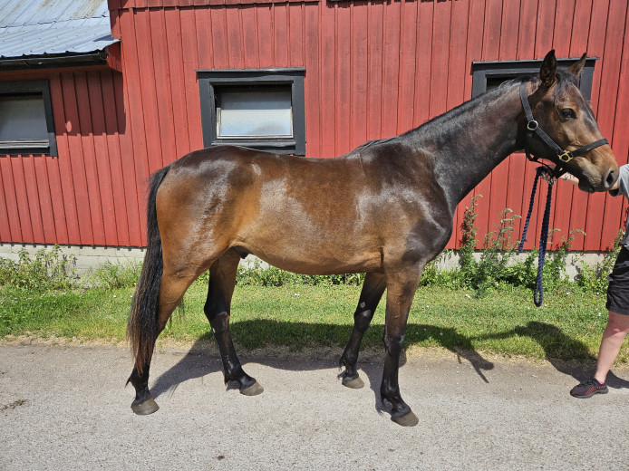 Contant Call 2år