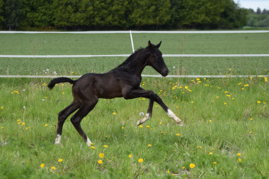 Snygg & rörlig hingst!