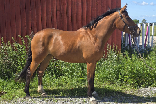 Vackert sto med fantastiskt psyke