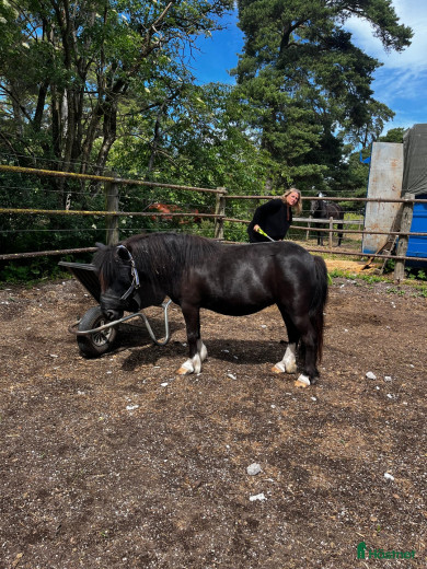 Shetlandsponny säljes