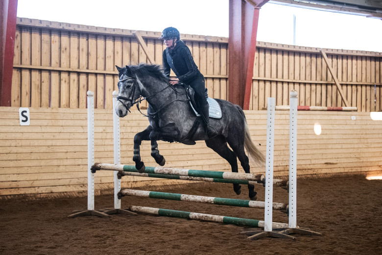 Svenskfödd connemara för hoppning