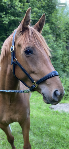 5årigt SWB sto