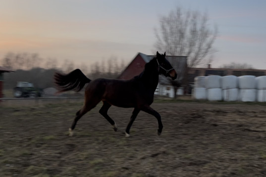 Rörligt sto med drömpsyke