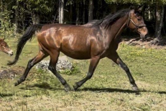 Avelssto med eller utan hingstföl e: Cooper