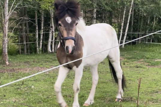 Trygg valack, framtida bästavän!