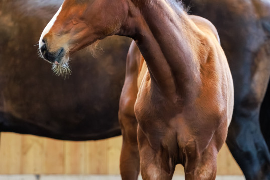 Elitföl e Emerald vant Ruytershof