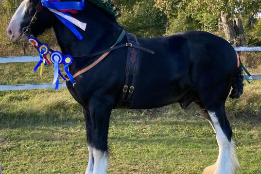 Acorn Tommy - Champion avelshingst