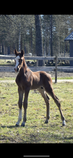 Fin o trevlig hingst för framtiden 