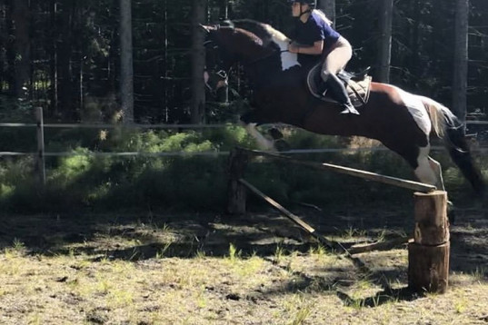 Medryttarhäst/ponny sökes