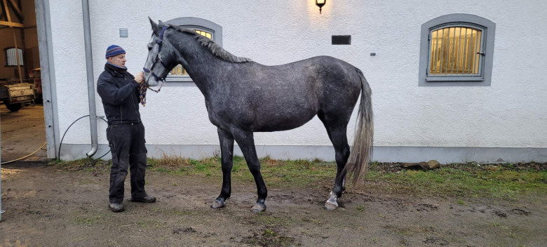 3-åring till salu utanför Varberg