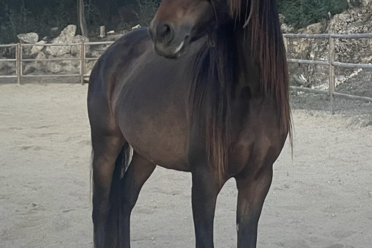 Till salu vackert  Lusitano sto med speciell färg