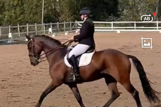 Läromästare, young riderhäst eller "tanthäst".