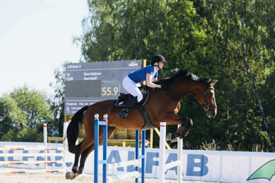 Välriden supersnäll allroundhäst ✨️