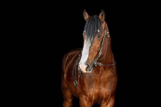 Laufey Willow - Vacker högbent avelsgodkänd hingst