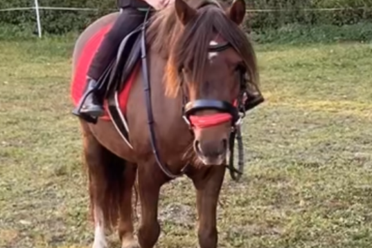 Sött 6 årigt B-ponny sto