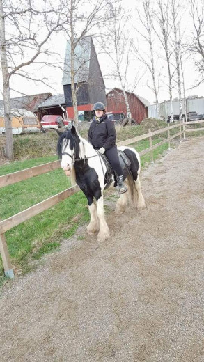 Foderhäst sökes