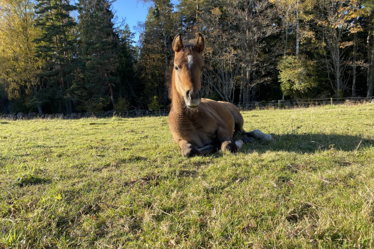 Mysigaste killen