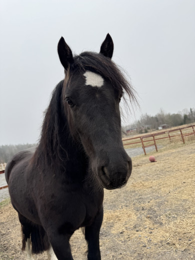 Fantastisk Welsh cob