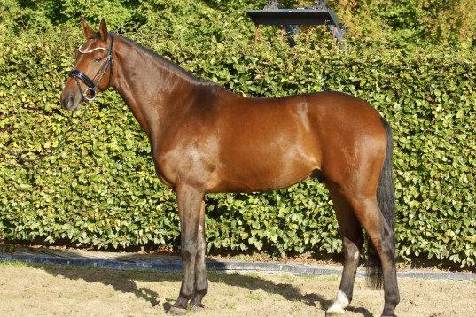 Vacker dubbeltalang valack