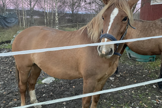 4-årig C-ponny sto lite hanterad