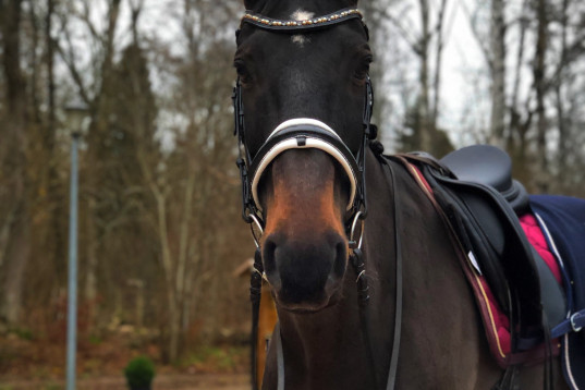 Schysst och trevlig Valack