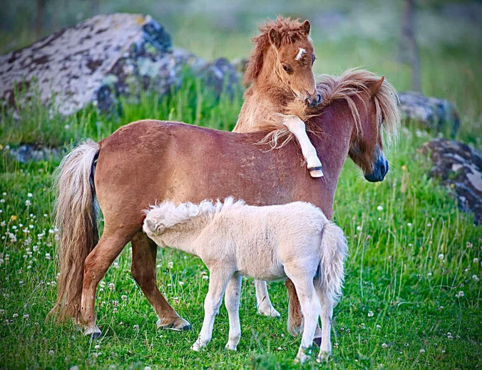 Shetlandsponnyer 