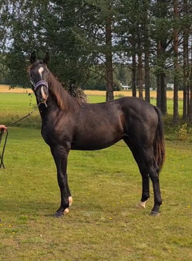 Nu säljer vi den perfekta hästen, SP Perfect Hope