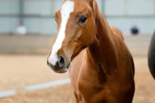 Snygg hingst med Elit möderne