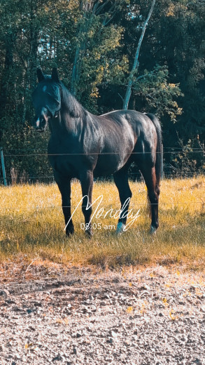 Snygg valack