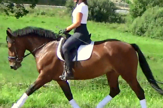 Gorgeous, sweet and ready for anything allrounder