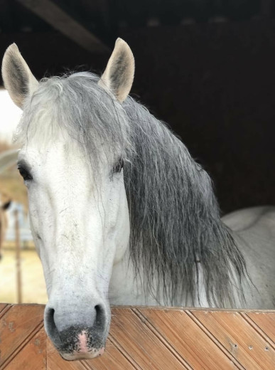 Vacker och känslig PRE-hingst