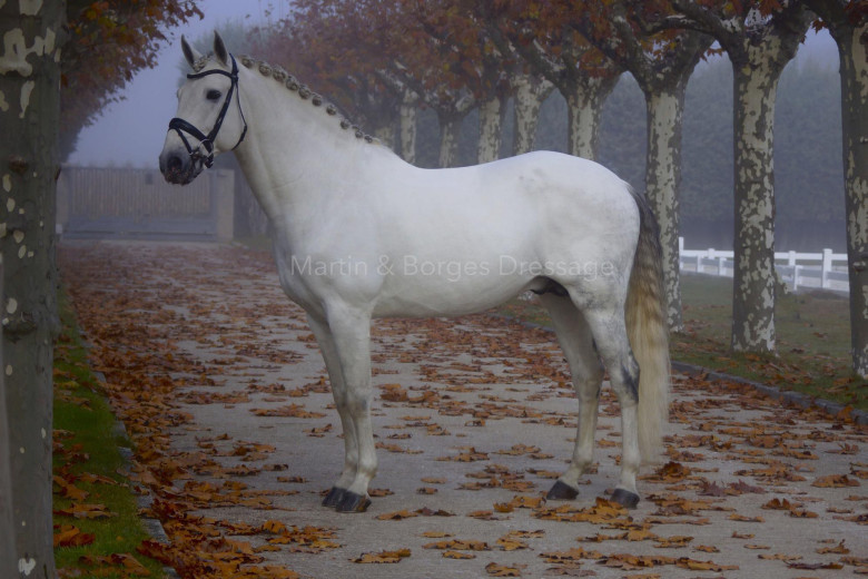 GRAND PRIX LUSITANO HINGST 
