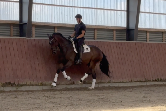 5 y/o Gelding with a great mindset!