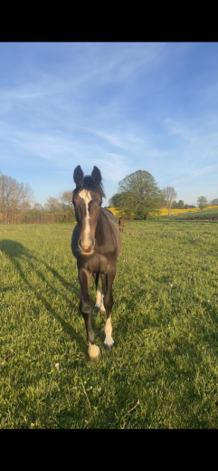 Hingst Le Etoile- Chacco Blue 