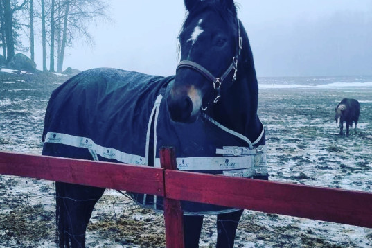 Söker en wästern riden liten häst eller ponny. 